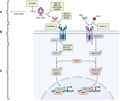 The TGF-β superfamily as potential therapeutic targets in pancreatic cancer